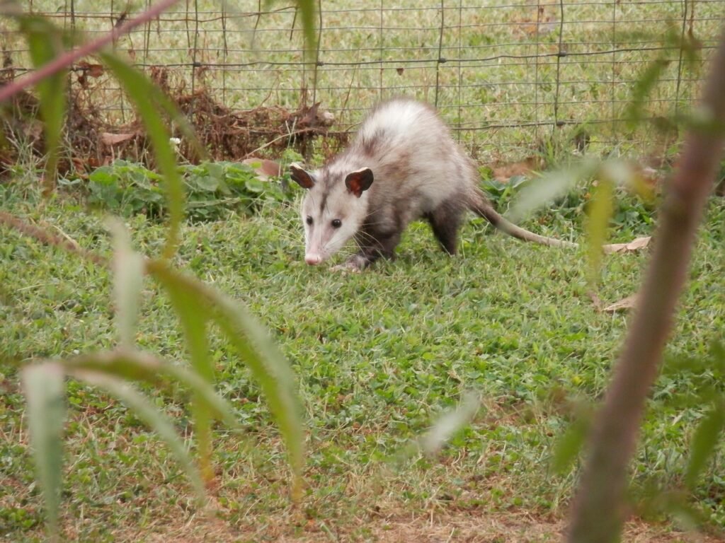 possum-animal