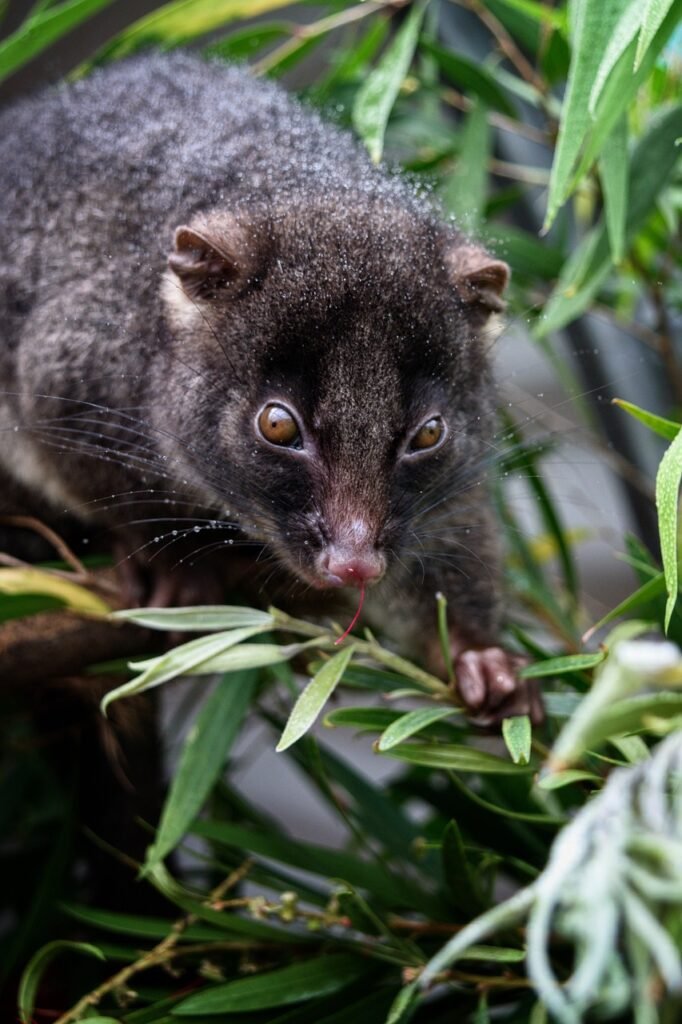 western-ringtail-possum